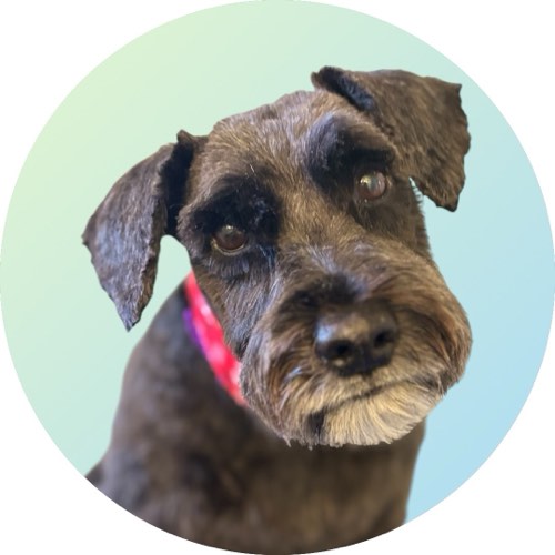Sitting Pretty Pet Grooming — pet grooming in Burlington (photo 2)