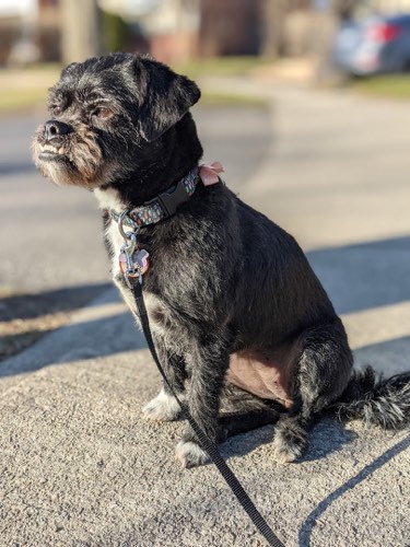 Sitting Pretty Pet Grooming — pet grooming in Burlington (photo 3)