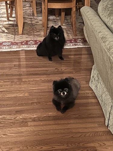 Kelly's K9 Clips — pet grooming in Milton (photo 3)