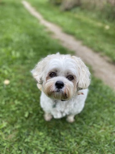 Kelly's K9 Clips — pet grooming in Milton