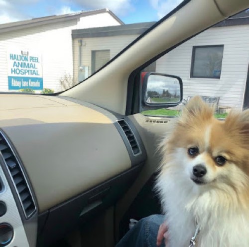 Halton Peel Animal Hospital — veterinary care in Milton