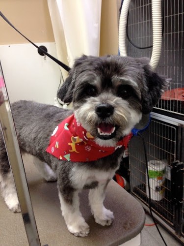 Wags 'n Whiskers — pet grooming in Burlington