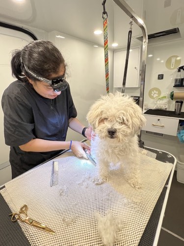 Fraîche And Fabulous — pet grooming in Halton Hills (photo 2)