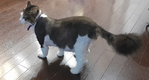 Fraîche And Fabulous — pet grooming in Halton Hills (photo 3)