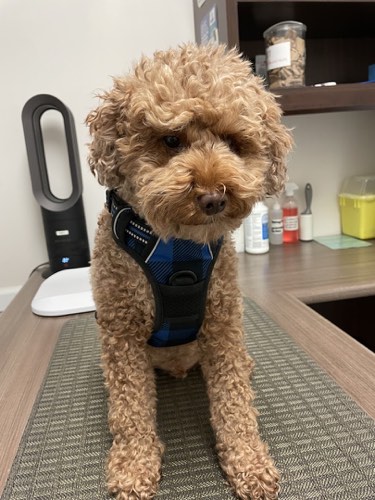 Brant Animal Clinic — veterinary care in Burlington (photo 2)