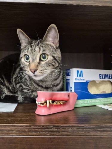 Brant Animal Clinic — veterinary care in Burlington