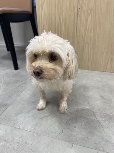 Brant Paws Veterinary Hospital — veterinary care in Burlington (photo 3)