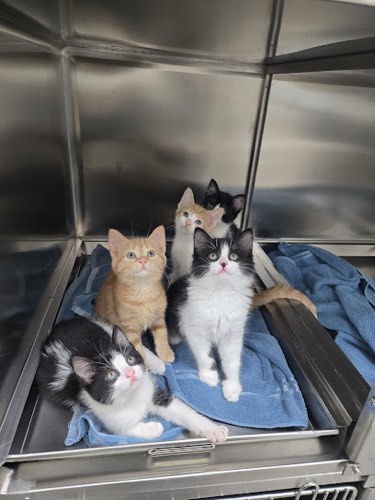 Brant Paws Veterinary Hospital — veterinary care in Burlington