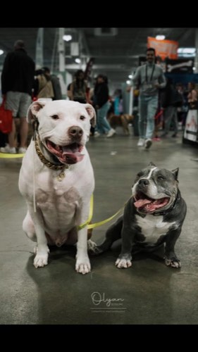 Beauty & Her Beast's — dog training in Burlington (photo 2)