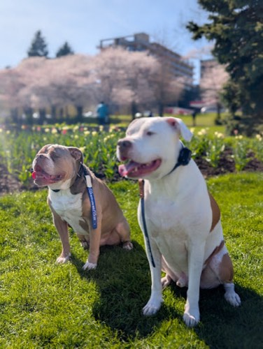 Beauty & Her Beast's — dog training in Burlington