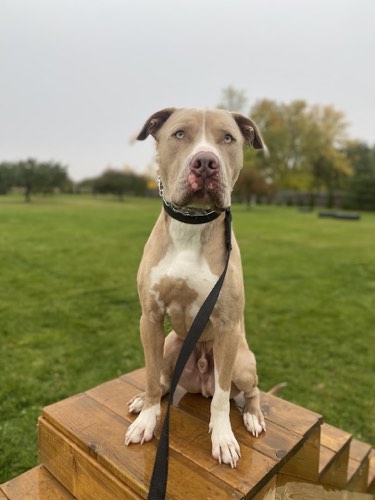 Lone Wolf K9 — dog training in Halton Hills (photo 3)