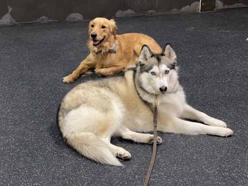Jennifer Broadbent's Dog Training Academy — dog training in Burlington (photo 2)