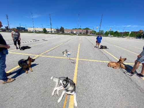Jennifer Broadbent's Dog Training Academy — dog training in Burlington