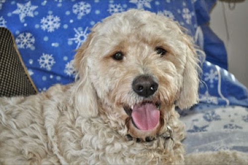 Making Pawprints Dog Walking Service INC — dog walking & pet sitting in Burlington