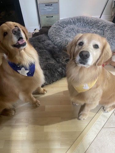 The Petaway — pet grooming in Burlington (photo 2)