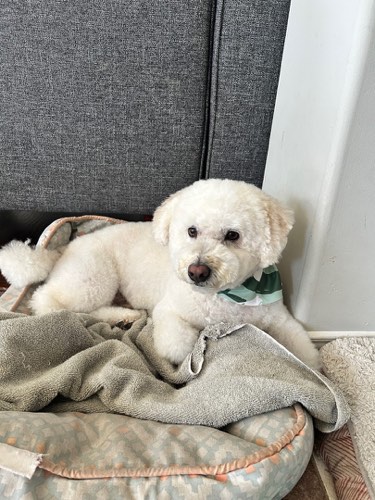 The Petaway — pet grooming in Burlington (photo 3)