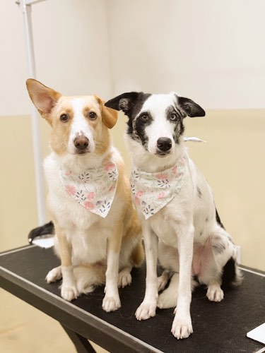 The Petaway — pet grooming in Burlington