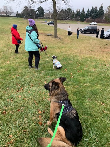 Sweetgrass Dogs Training & Behaviour — dog training in Burlington (photo 2)