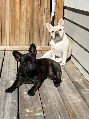 Sweetgrass Dogs Training & Behaviour — dog training in Burlington (photo 3)