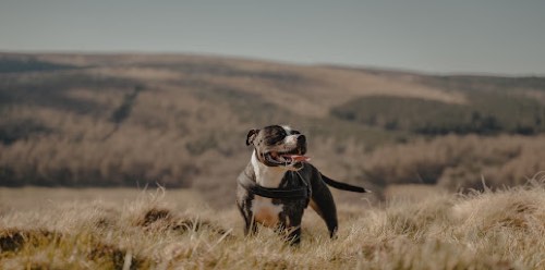 Sweetgrass Dogs Training & Behaviour — dog training in Burlington