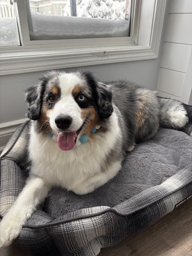 KNINE — pet grooming in Milton (photo 2)