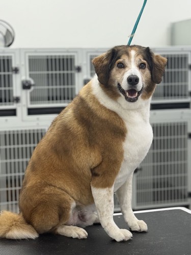 KNINE — pet grooming in Milton (photo 3)