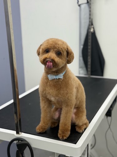 KNINE — pet grooming in Milton