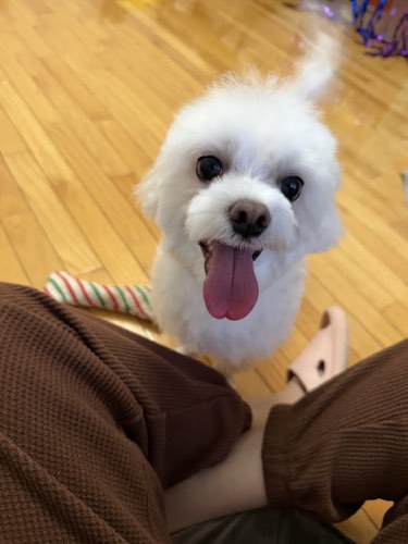 Suburban Dog — dog walking & pet sitting in Oakville (photo 2)