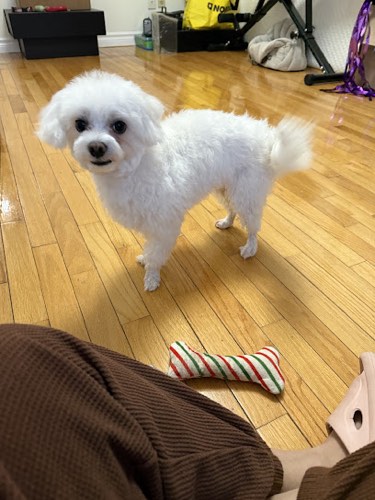 Suburban Dog — dog walking & pet sitting in Oakville