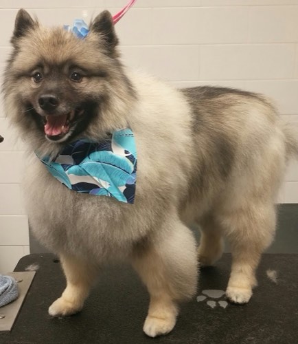 Burlington Dog Grooming — pet grooming in Burlington (photo 2)