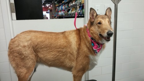Burlington Dog Grooming — pet grooming in Burlington (photo 3)