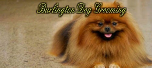 Burlington Dog Grooming — pet grooming in Burlington