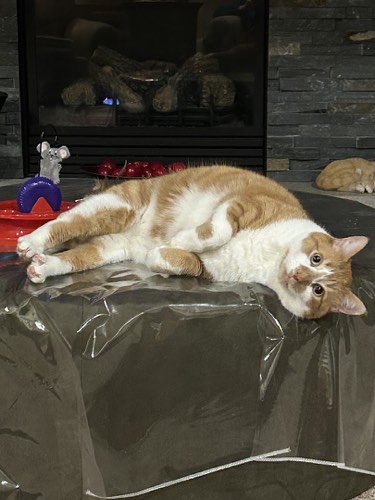 Brookville Veterinary Clinic — veterinary care in Campbellville (photo 3)