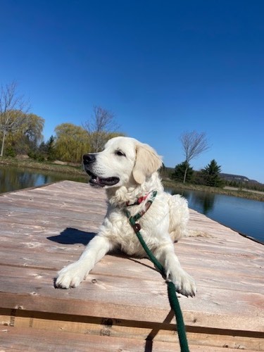 Escarpment Pet Retreat — dog walking & pet sitting in Burlington (photo 2)