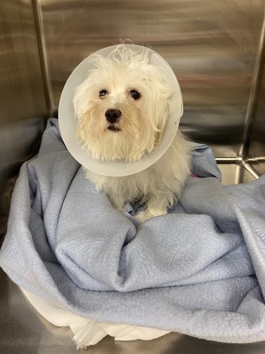 Walkers Line Veterinary Hospital — veterinary care in Burlington (photo 2)