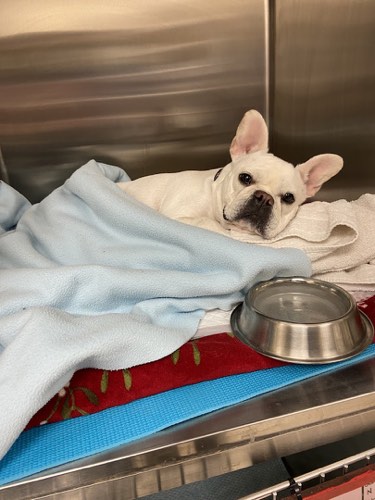Walkers Line Veterinary Hospital — veterinary care in Burlington (photo 3)