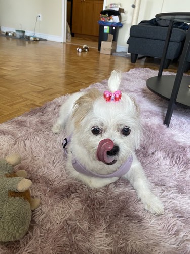 My dog groomed — pet grooming in Oakville (photo 2)