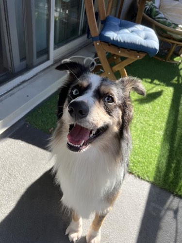 My dog groomed — pet grooming in Oakville (photo 3)