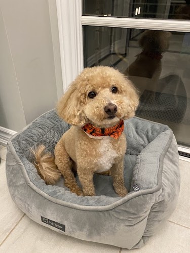 My dog groomed — pet grooming in Oakville