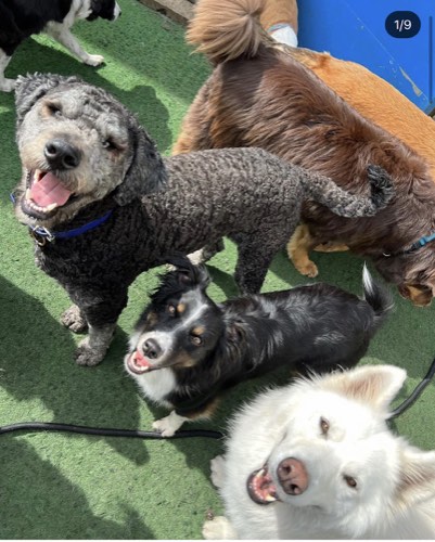 The Den Doggy Daycare — pet grooming in Burlington (photo 2)