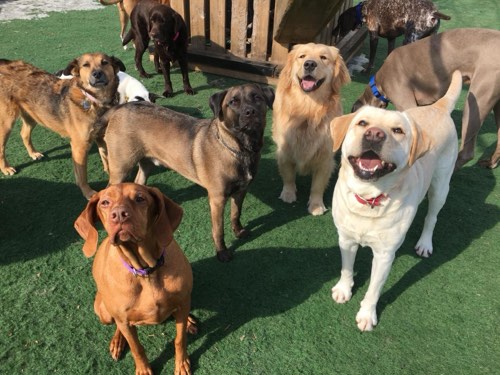 The Den Doggy Daycare — pet grooming in Burlington (photo 3)