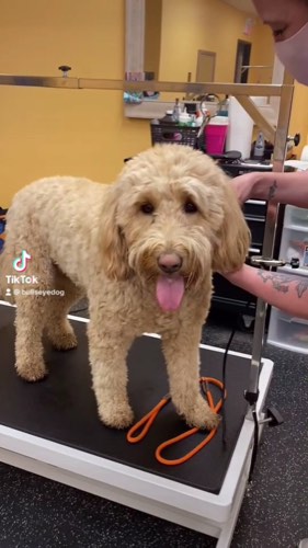 Pampered Pooch Spaw & Boutique — pet grooming in Georgetown (photo 2)
