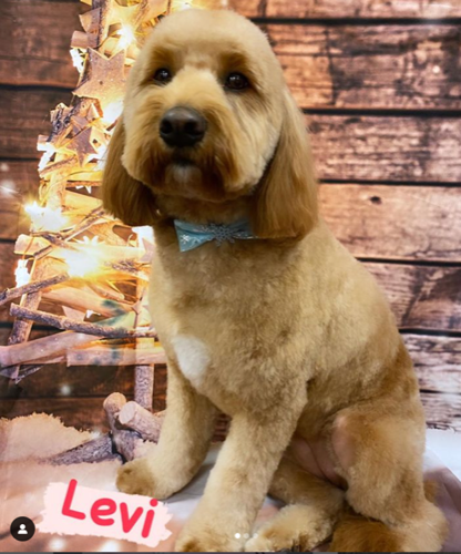 Pampered Pooch Spaw & Boutique — pet grooming in Georgetown (photo 3)