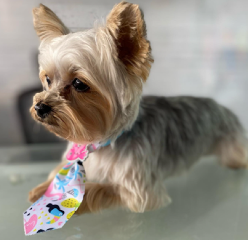 Pampered Pooch Spaw & Boutique — pet grooming in Georgetown