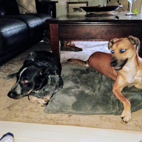 Tails and Paws In-house Dog Boarding — pet daycare & boarding in Burlington