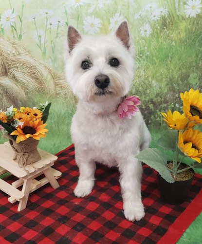 Quiet Groomer — pet grooming in Acton (photo 2)
