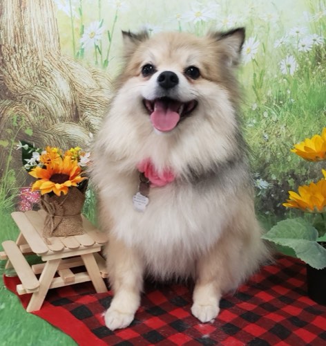 Quiet Groomer — pet grooming in Acton (photo 3)