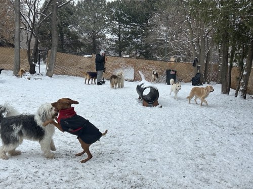 Aldershot Doggy Daycare — pet daycare & boarding in Burlington (photo 2)