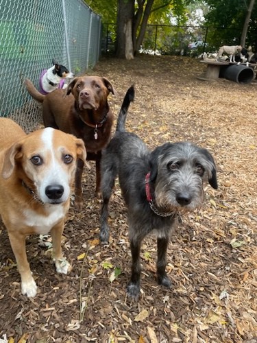 Aldershot Doggy Daycare — pet daycare & boarding in Burlington (photo 3)