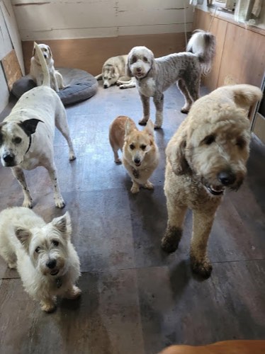 Aldershot Doggy Daycare — pet daycare & boarding in Burlington